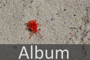 Milben (Trombidiformes)